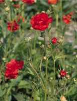 Mrs. Bradshaw Geum chiloense