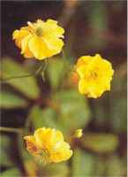 Lady Stratheden Geum chiloense