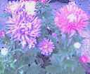 Giant Aster Callistephus chinensis annual flower