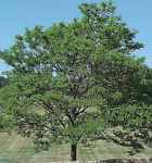 Thornless Honeylocust Gleditsia triacanthos inermis Soet Peul