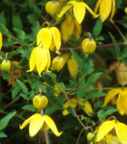 golden clematis