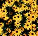 goldsturm Rudbeckia fulgida