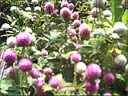 Victorian Mix Gomphrena globosa Annual flower