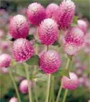 Bicolor Rose Gomphrena gobosa Annual flower