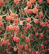 Orange Crush Gomphrena globosa Annual flower