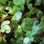 gotu kola brahmi marsh penny pegaga spadeleaf white rot indian pennywort seed herb