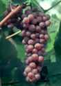 Canadice grape