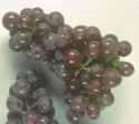 Catawba Sweet red grapes