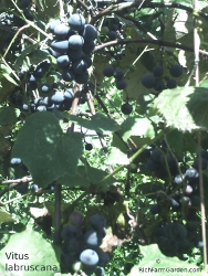 Concord grapes Vitus labruscana plants fruit