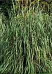 Big Tex Erianthus ravennae Monster grass