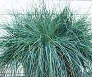 Blue Fescue grass Festuca ovina glauca