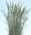 Coolio grass Koeleria glauca
