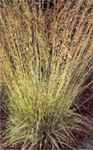 Strahlenquelle Purple Moor grass Molinia caerulea
