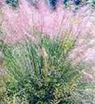 Muhly grass Mulenbergia capillaris