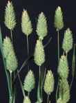 Reed Canary grass Brides Laces Phalaris arundinacea