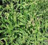 Northern Sea Oats Chasmanthium latifolium