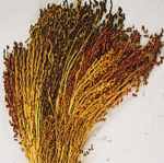 Sorghum colored grass