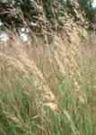 Indian grass Sorghastrum nutans