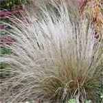 Bridal Veil Needle grass Stipa capillata