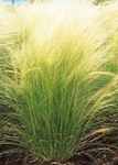 Ponytails grass Stipa tenuissima