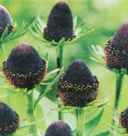 green wizard Rudbeckia fulgida