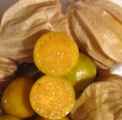 Ground cherry