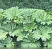 Giant Gunnera manicata Perennial flower