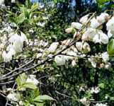 halesia tetraptera carolina silverbell tree seed