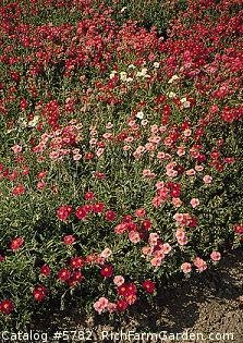 helianthemum nummulariea Mutabile Mix