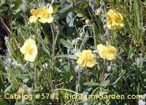 Helianthemum nummularia yellow flowers