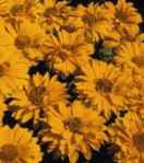 Midwest Dreams Heliopsis helianthoides Perennial flower