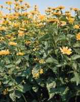 Summer Sun Heliopsis helianthoides Perennial flower