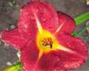 hemerocallis baja Daylilies