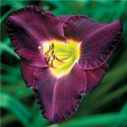 hemerocallis bela lugosi Daylilies