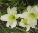 hemerocallis ice carnival Daylilies