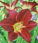 hemerocallis pardon me Daylilies