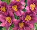 hemerocallis razzmatazz Daylilies