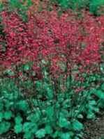 Bressingham Hybrids Heuchera sanguineum Perennial flower