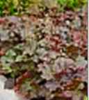 heuchera micrantha palace purple