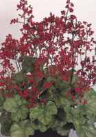 Ruby Bells Heuchera sanguineum Perennial flower