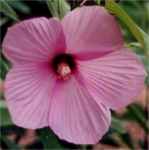 hibiscus lasiocarpus Perennial flower