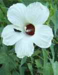 hibiscus militaris pink belle