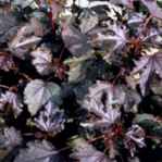 Red Shield Hibiscus acetocellus