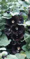 Black hollyhock