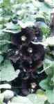 Hollyhock Black Watch flower