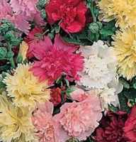 Summer Carnival mix hollyhock