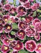 Creme de Cassis hollyhock
