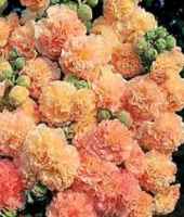 Peaches and Dreams hollyhock