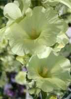 Russian hollyhock