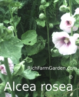 Old-Fashioned single Outhouse hollyhock Alcea rosea